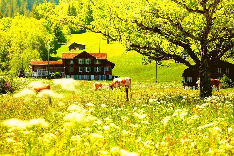 SRINAGAR, PAHALGAM, HOUSEBOAT